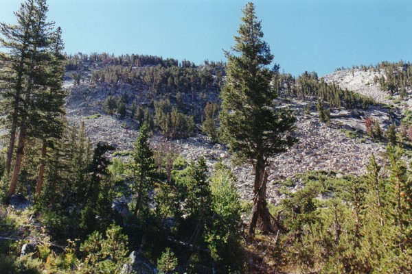 cyn wall