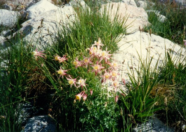columbines