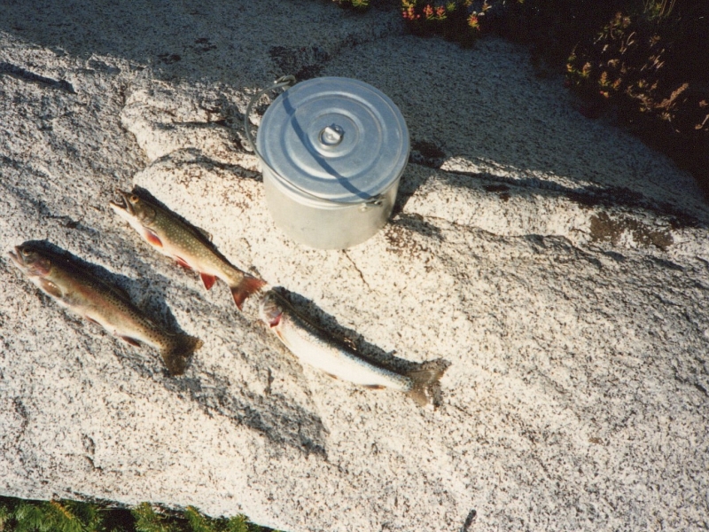 trout