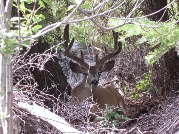 buck