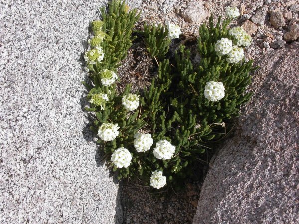 albino