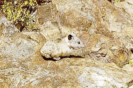 pika