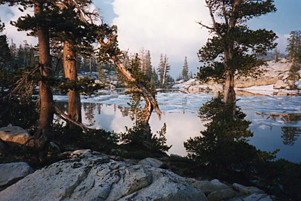 trees