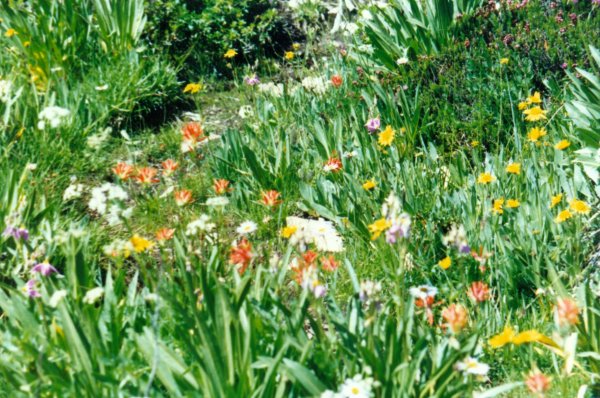 flowers