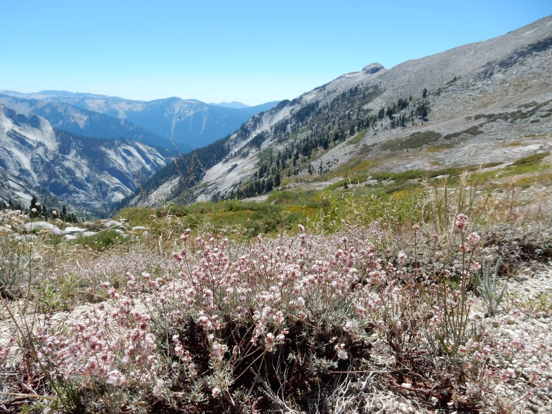 Eriogonum next to Elizabeth Pass Trail
