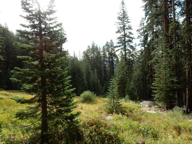 Mehrten Meadow