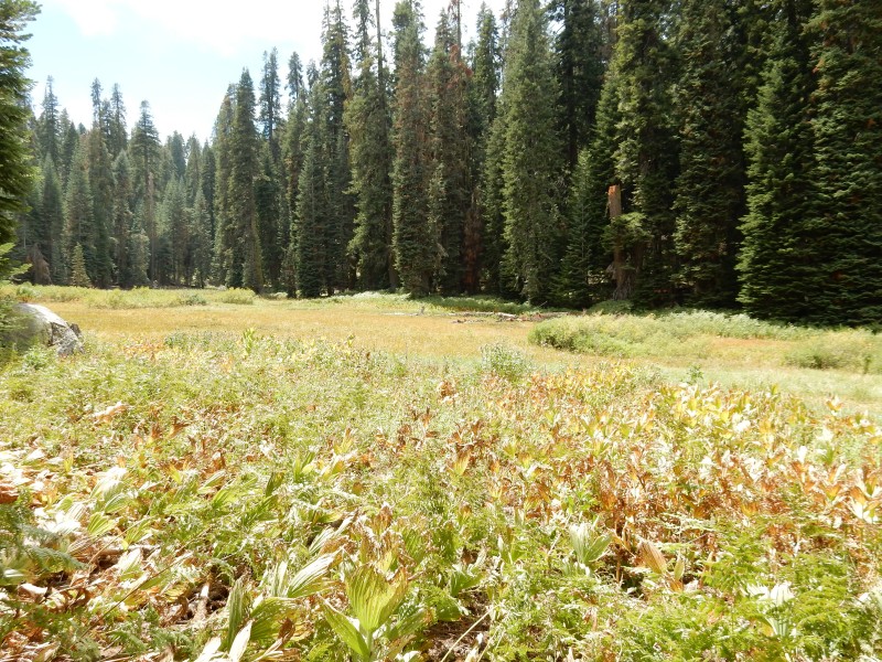 Long Meadow