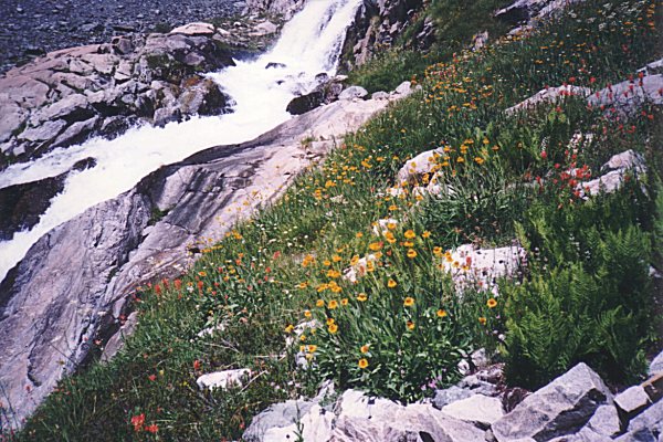 flowers