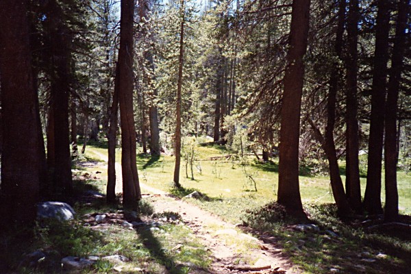 meadow