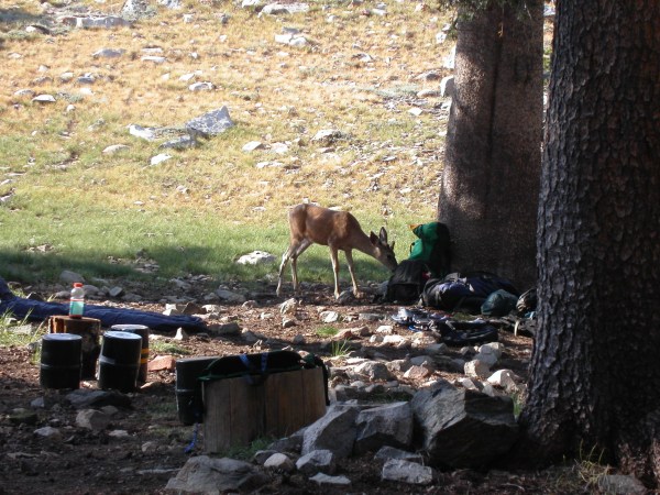deer