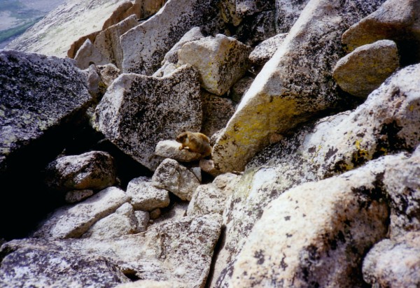 Marmot