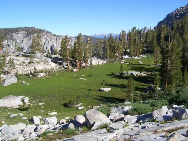 meadow
