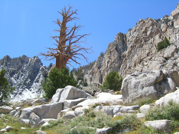 foxtail pines