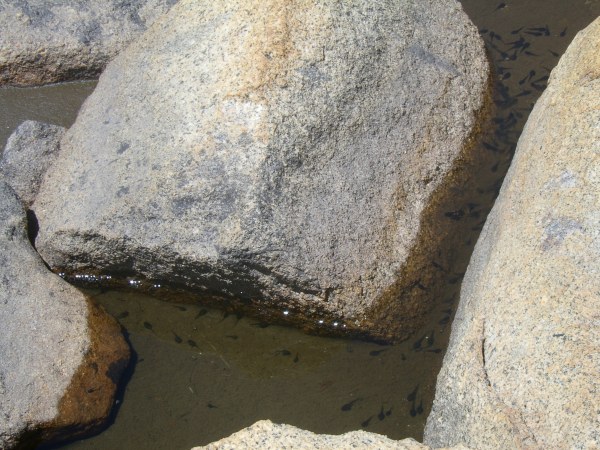 tadpoles