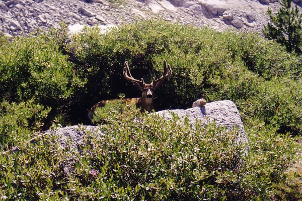buck