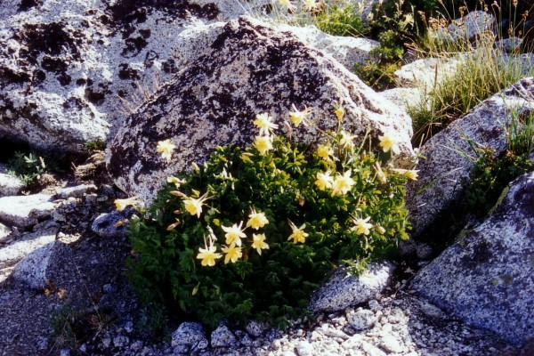 columbine