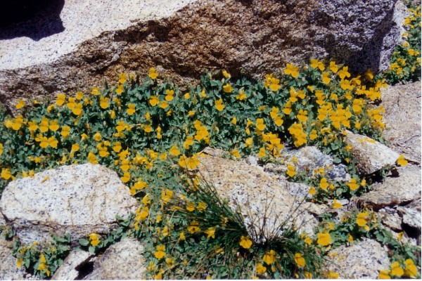 monkey flowers