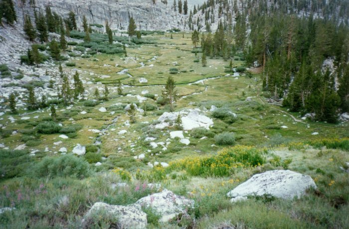meadow