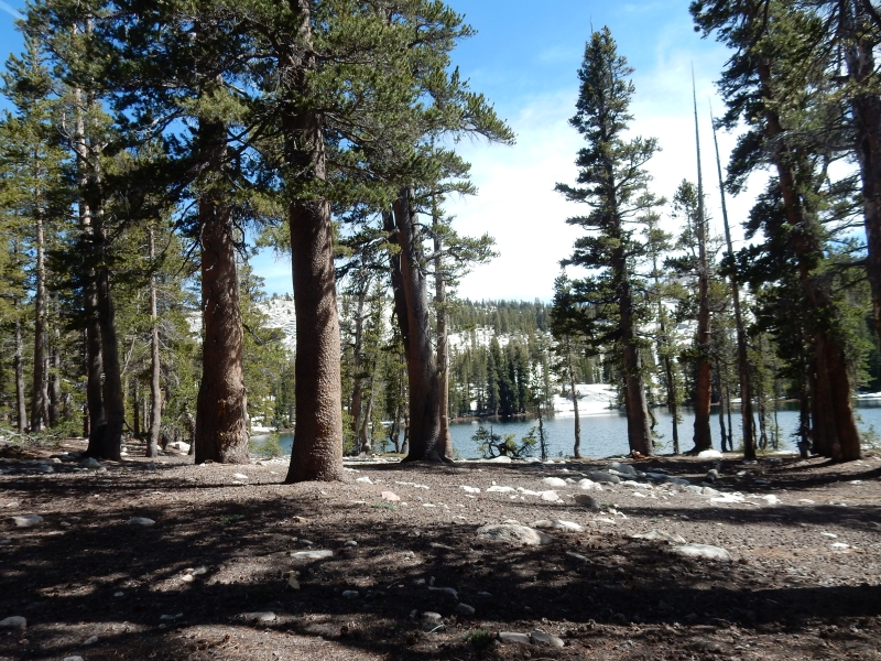 first dinkey lk