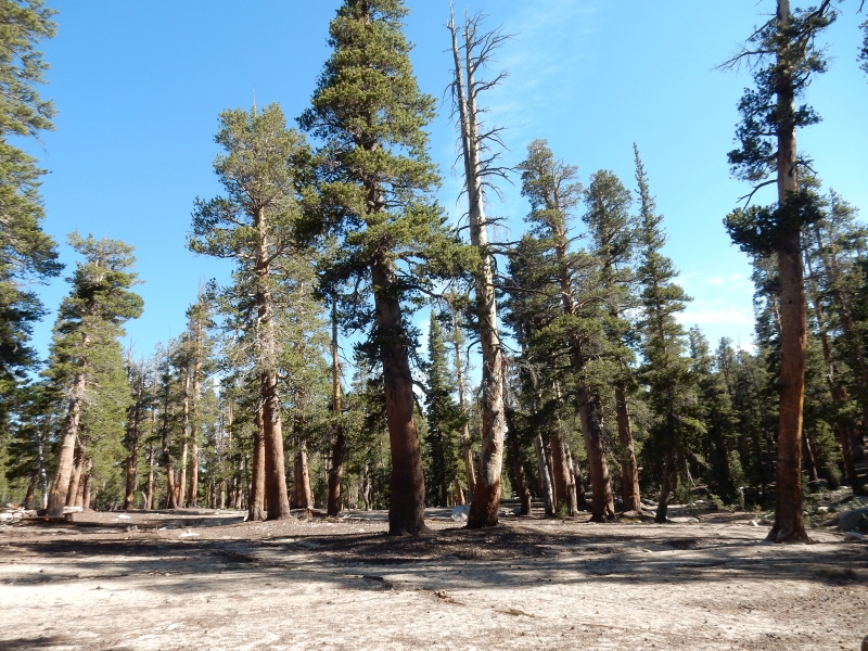 camped in pine desert