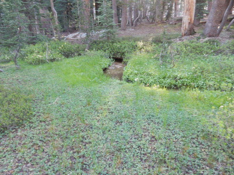 Coyote Creek