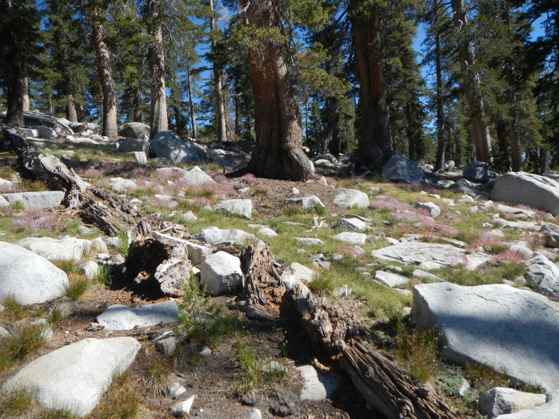 L leeana north of upper Chain Lake