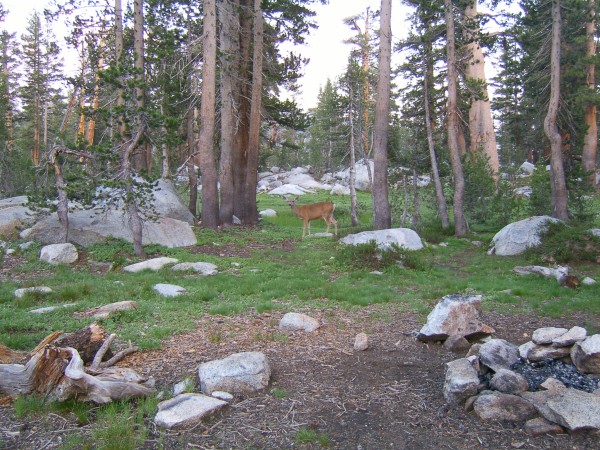 deer