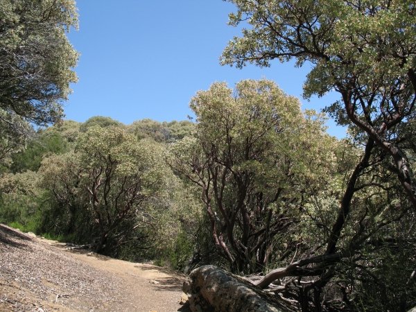 manzanitas