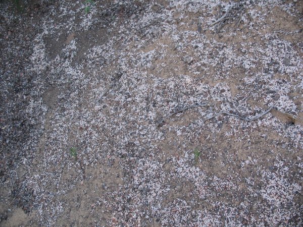 blossoms