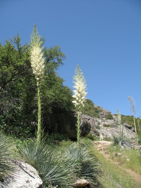 yuccas