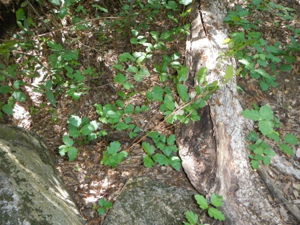 poison oak
