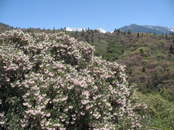 manzanita