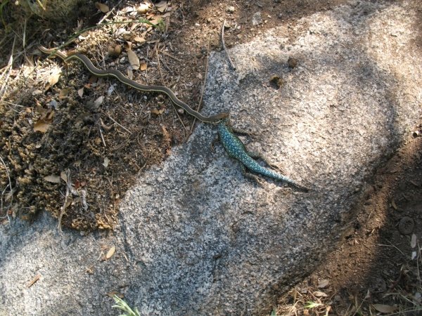 snake with lizard