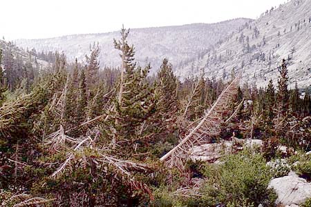 downed trees
