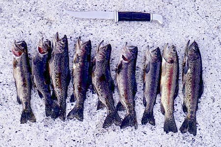 trout