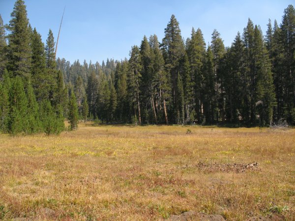 dry meadow