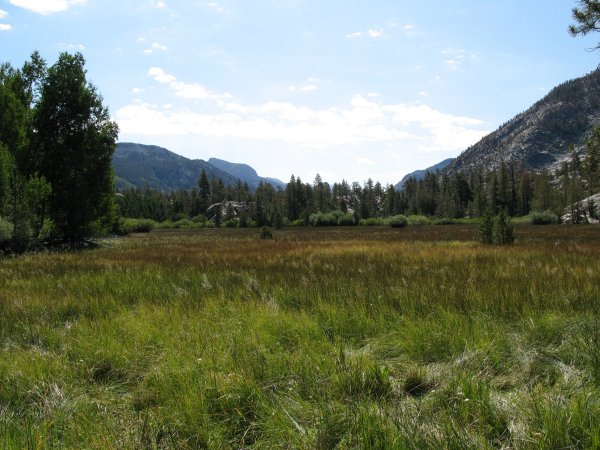 meadows