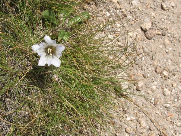 gentian