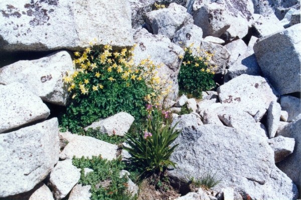 gardens