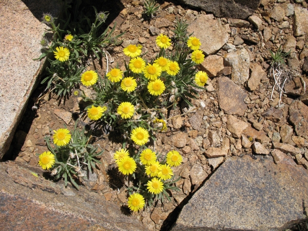alpine gold