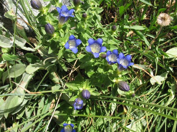 explorer's gentian
