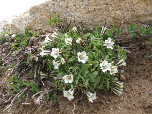 alpine gentian
