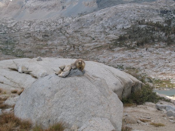 pesky marmot