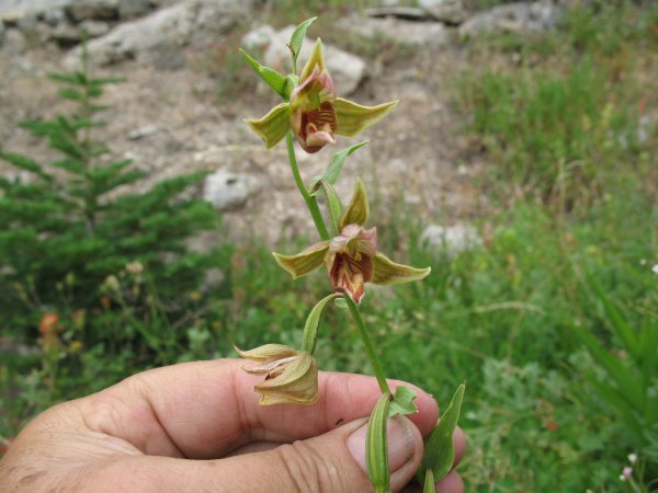 giant hellebore