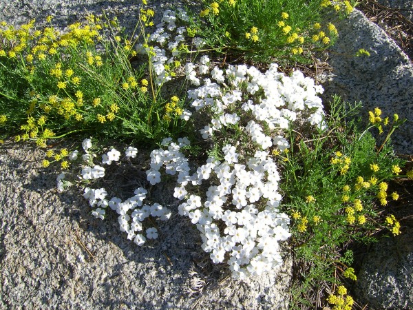 phlox