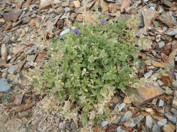 scraggly lupine