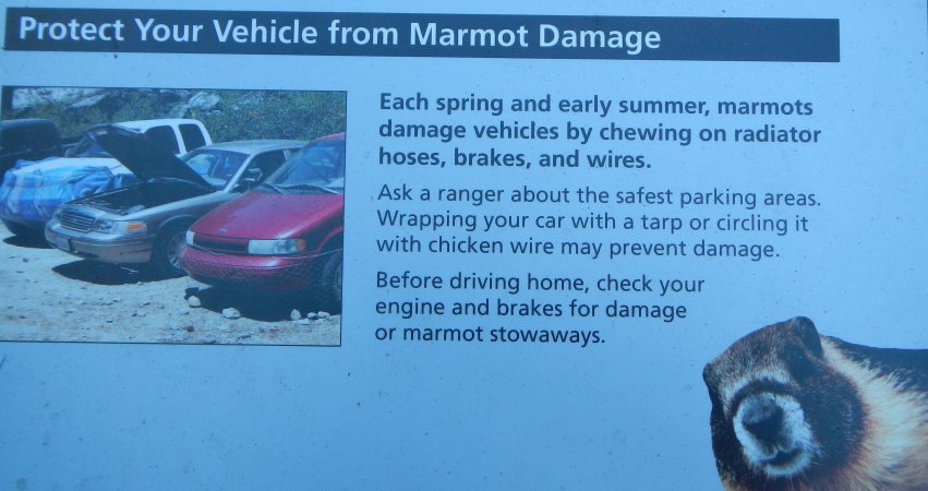marmot sign