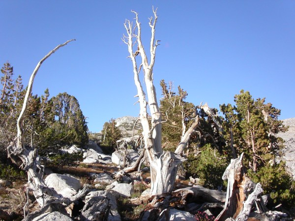stunted pines