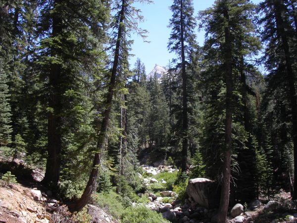 forest