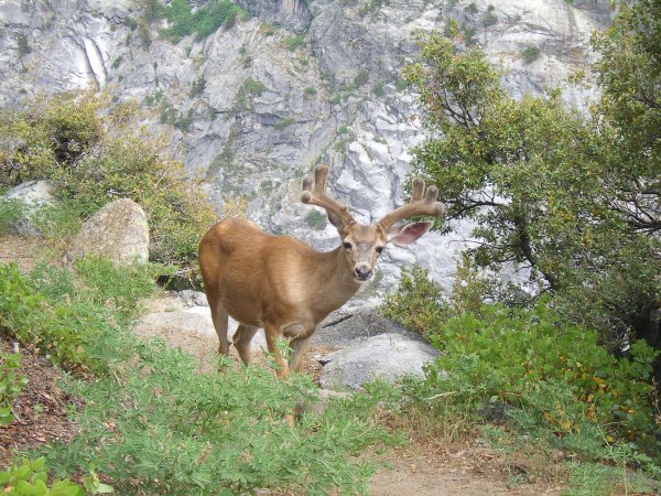 buck
